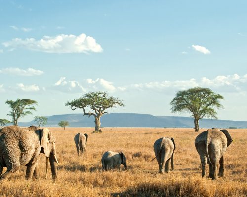 Tanzania_0001_Tanzania-Serengeti National Park-shutterstock_82512277