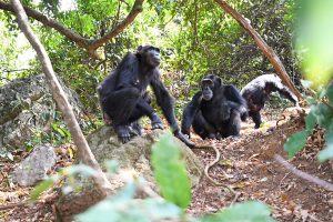 Chimpanzee Tracking