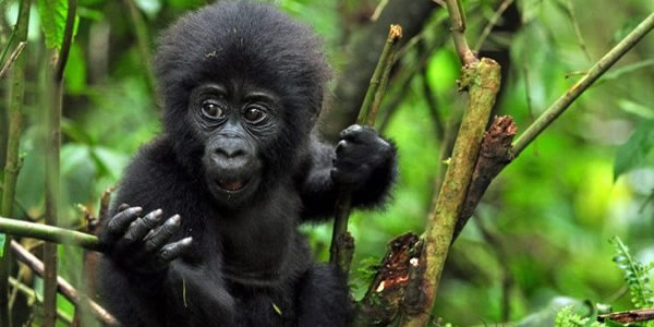 Gorilla Trekking Permit