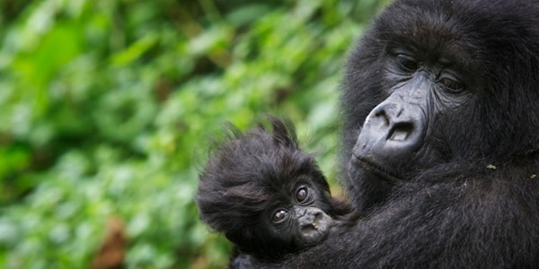 Gorilla Trekking Uganda