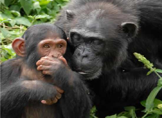 Chimpanzee trekking 